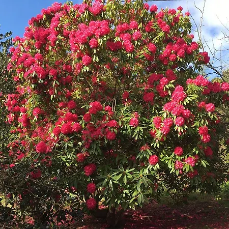 Valle Paraizo Landsted Camacha (Madeira)