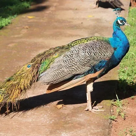 Valle Paraizo * Camacha (Madeira)
