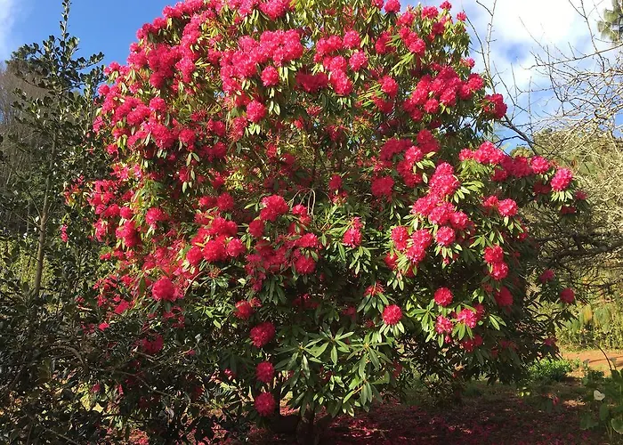 Valle Paraizo Εξοχικό σπίτι Camacha (Madeira)