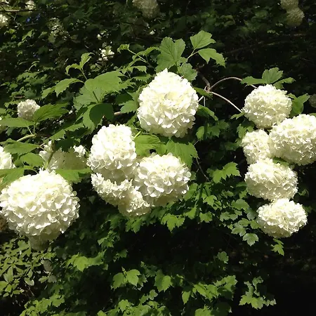 Landsted Valle Paraizo