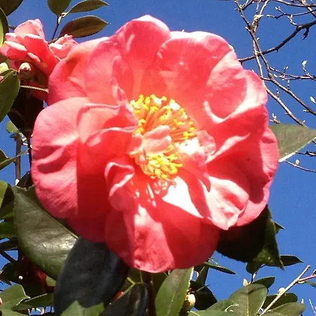 Lantställe Valle Paraizo Camacha (Madeira)