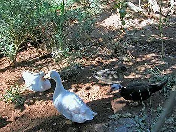 Valle Paraizo Landsted Camacha (Madeira)