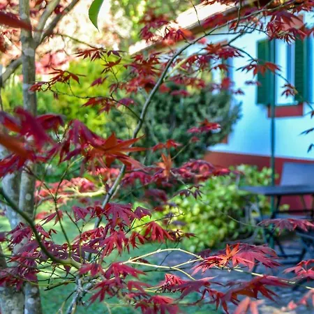 Valle Paraizo * Camacha (Madeira)