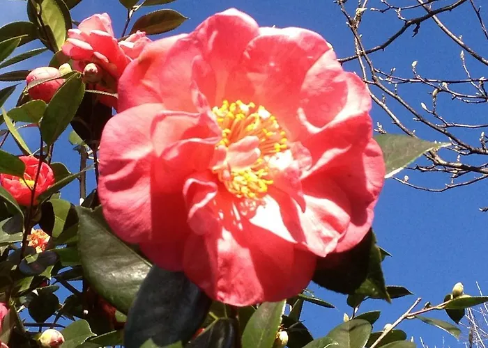 Country house Valle Paraizo Camacha (Madeira)