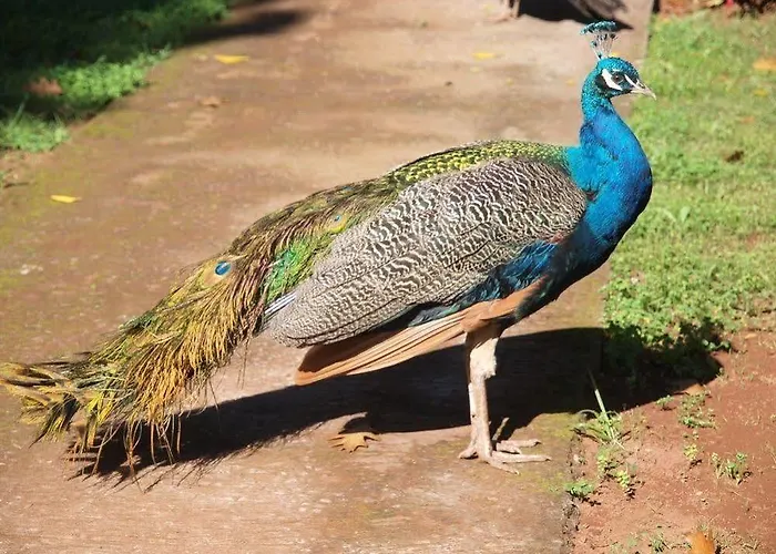 Valle Paraizo * Camacha (Madeira)